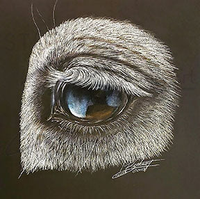Eye See You